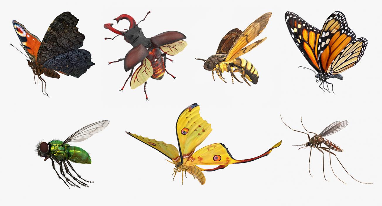 Flying Insects Collection 2 3D