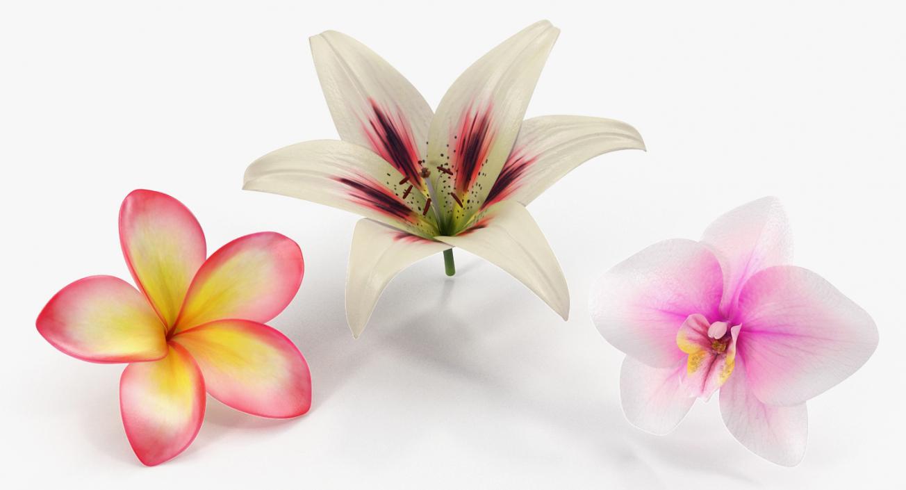 3D model Flowers Collection 5