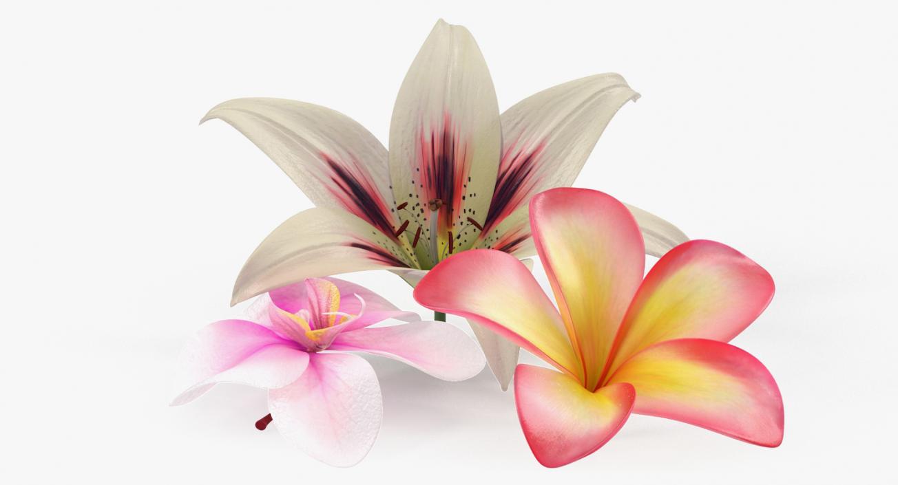 3D model Flowers Collection 5