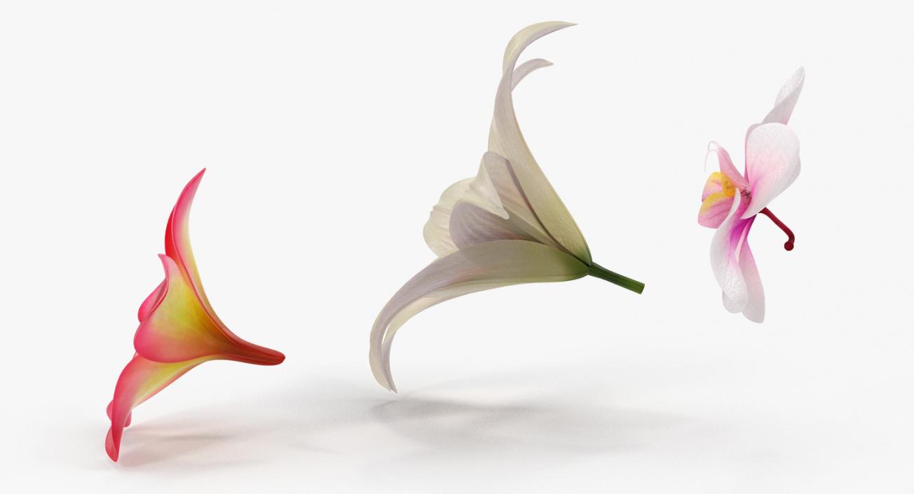 3D model Flowers Collection 5