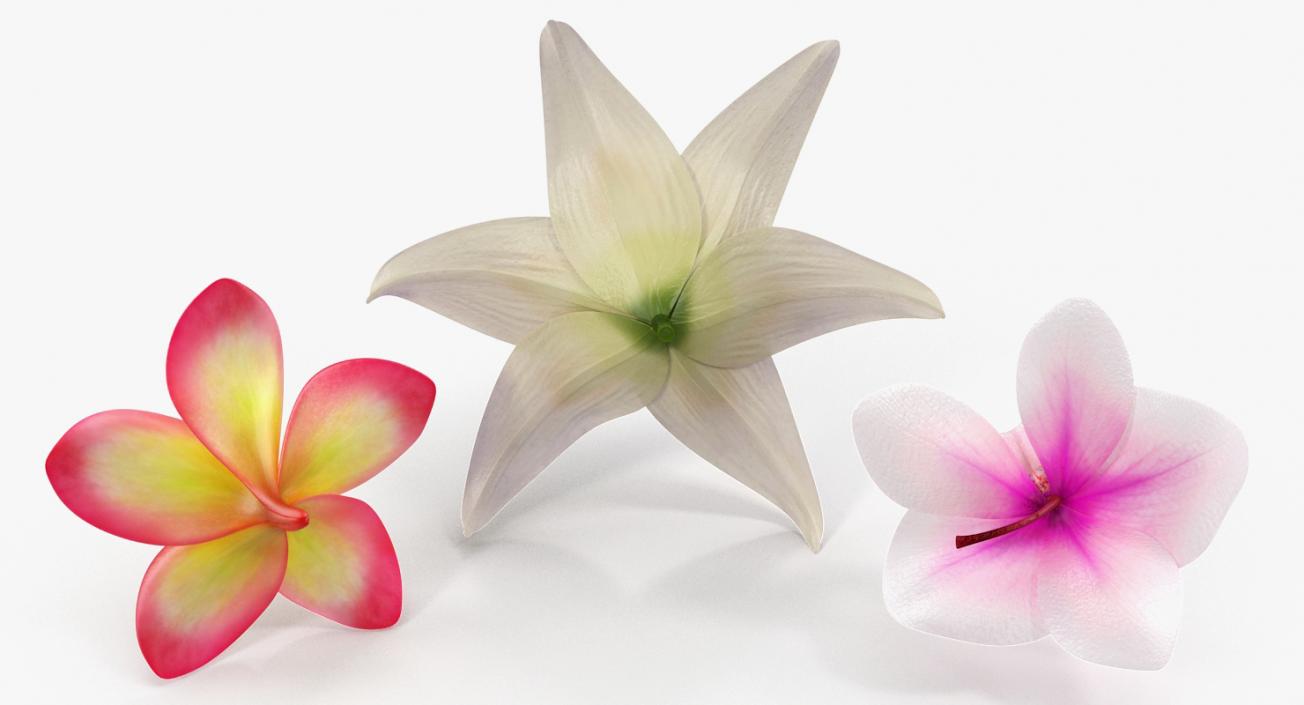 3D model Flowers Collection 5