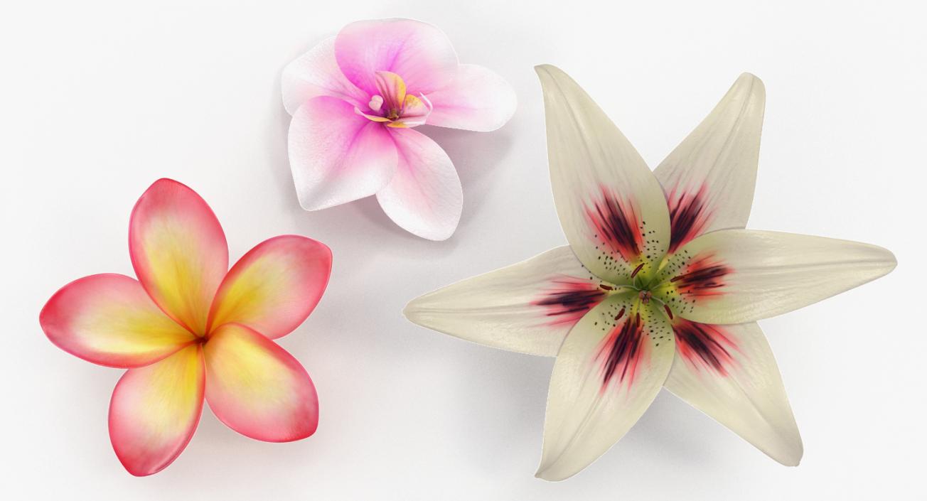 3D model Flowers Collection 5