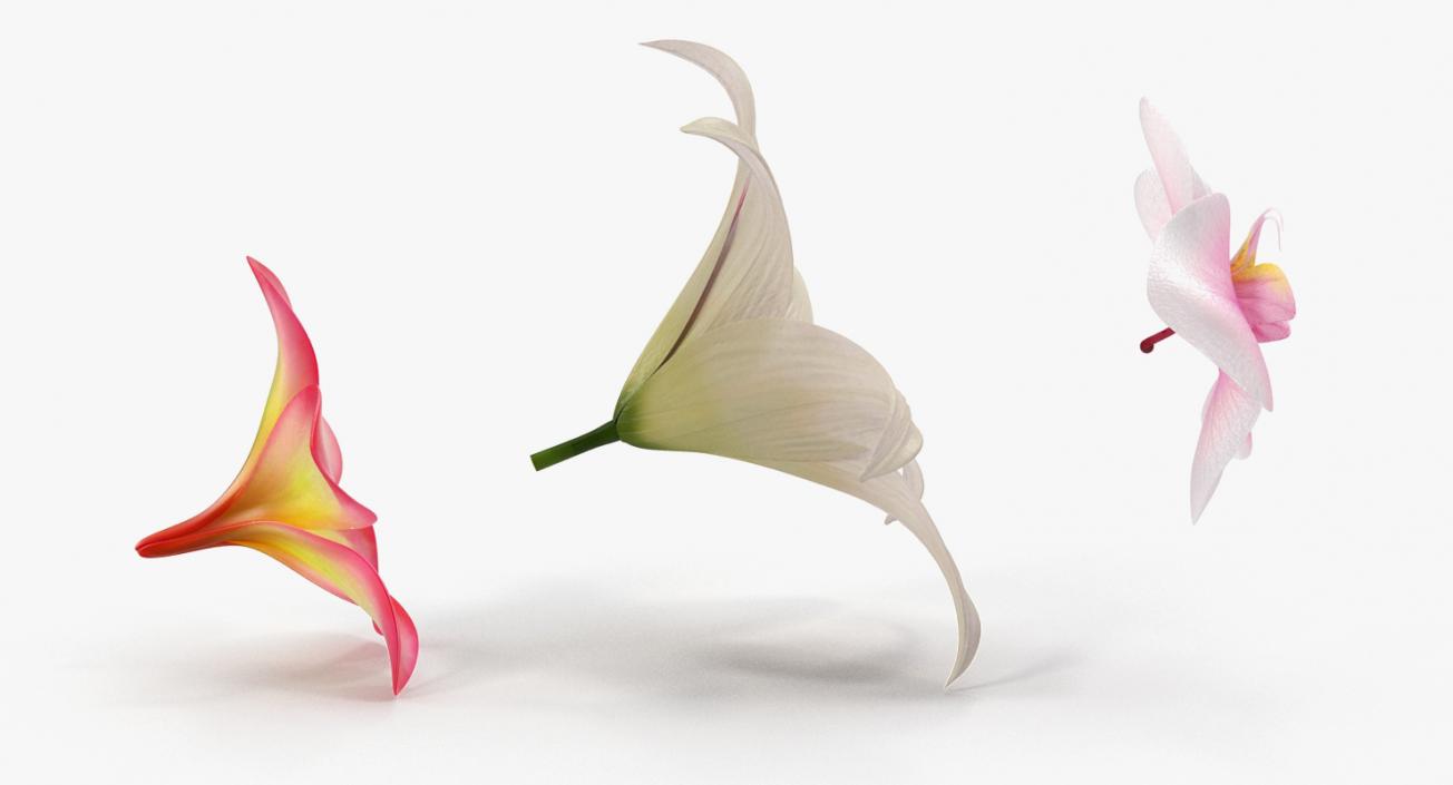 3D model Flowers Collection 5