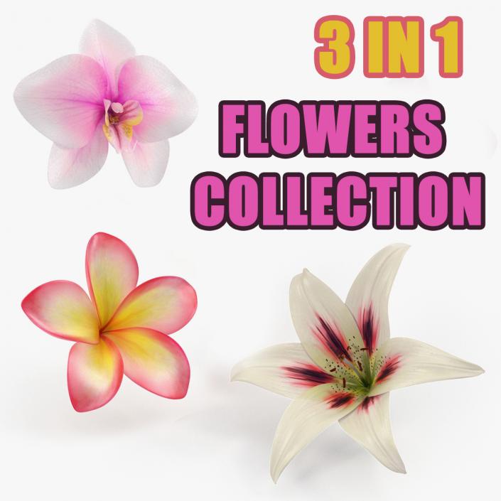 3D model Flowers Collection 5