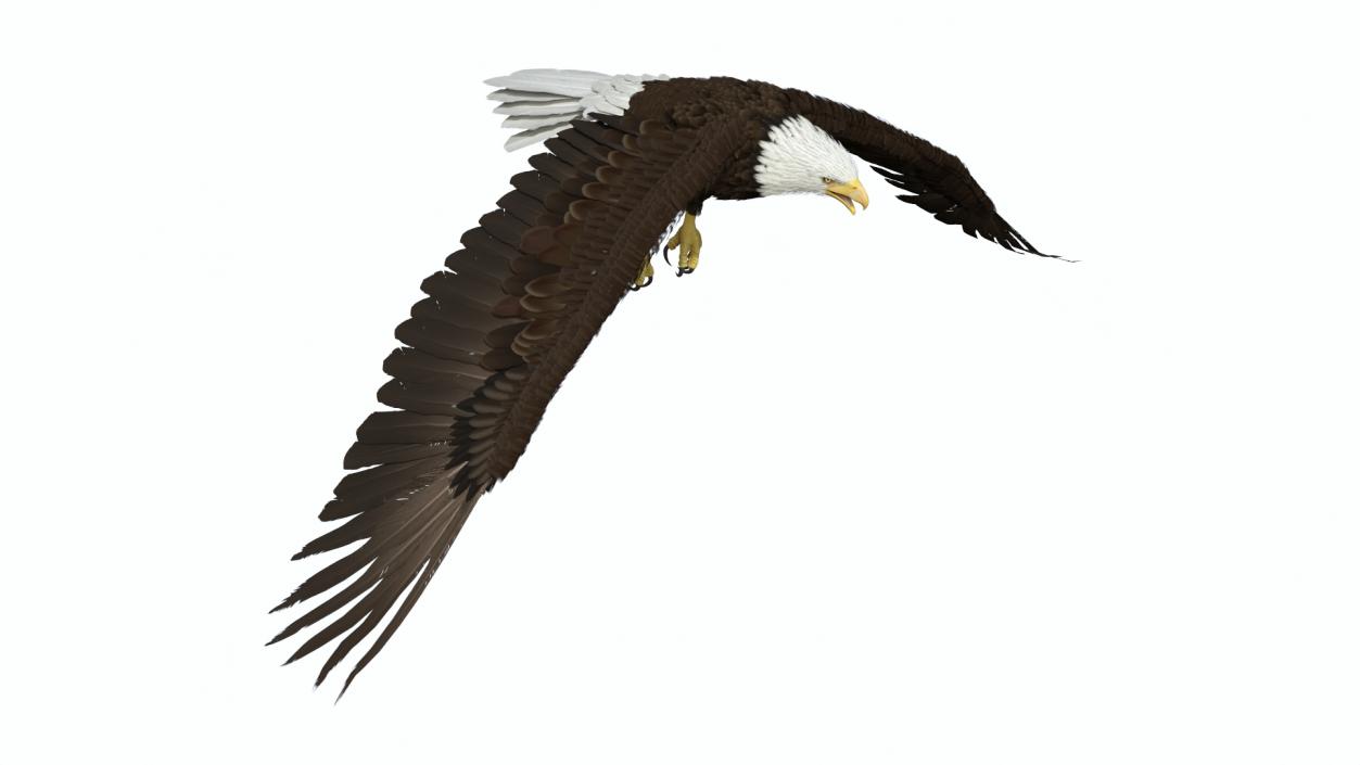 Realistic Flying Bald Eagle 3D