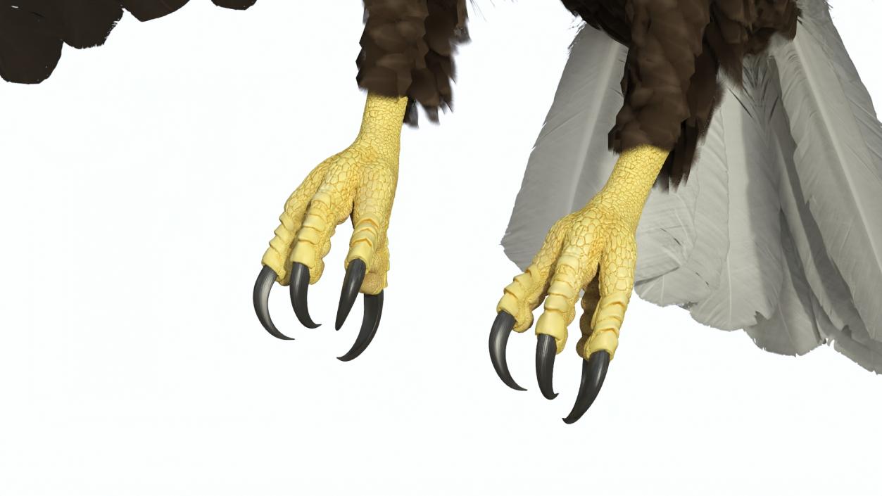 Realistic Flying Bald Eagle 3D