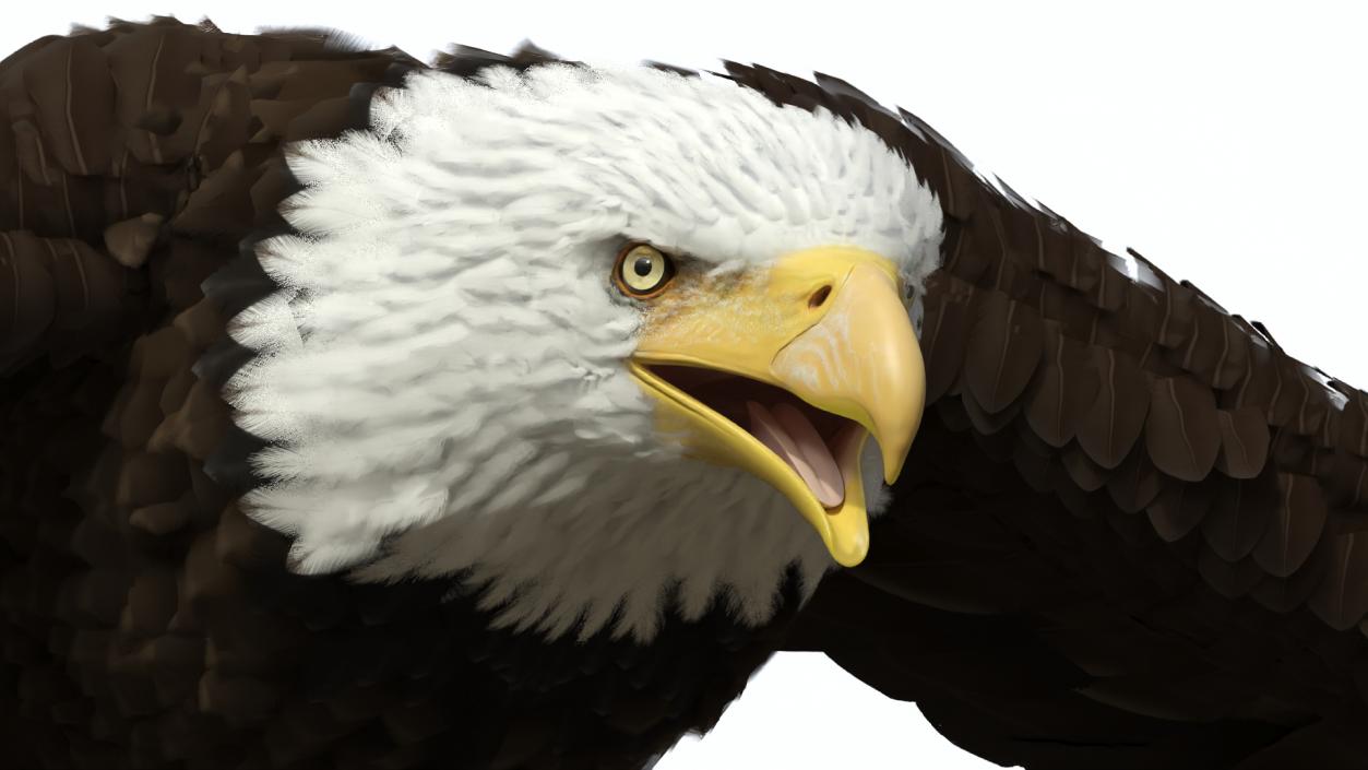 Realistic Flying Bald Eagle 3D