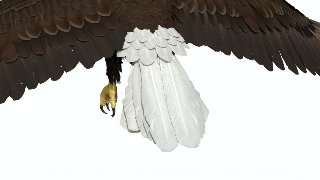 Realistic Flying Bald Eagle 3D