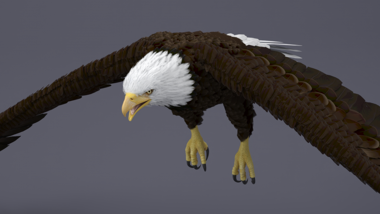 Realistic Flying Bald Eagle 3D