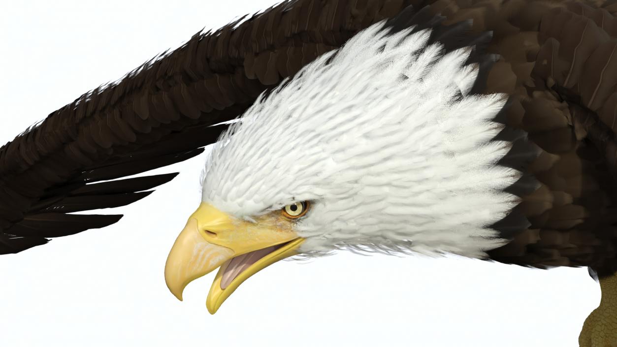 Realistic Flying Bald Eagle 3D