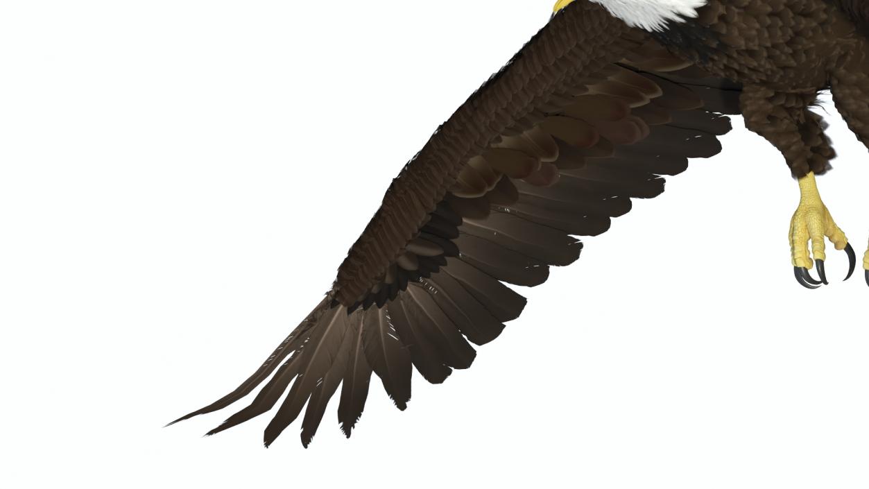 Realistic Flying Bald Eagle 3D