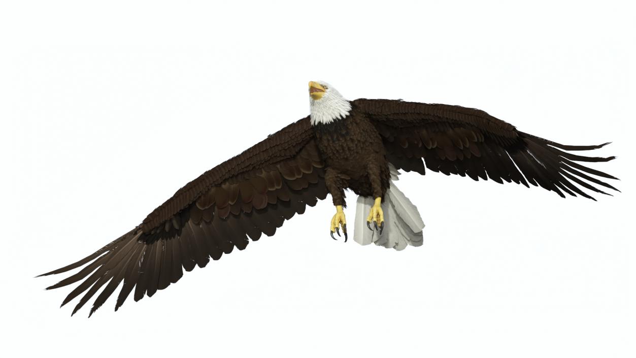 Realistic Flying Bald Eagle 3D