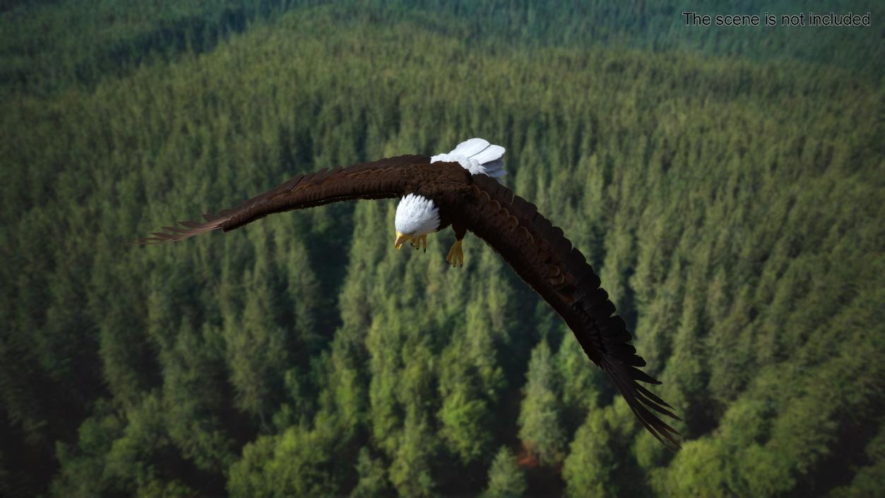 Realistic Flying Bald Eagle 3D