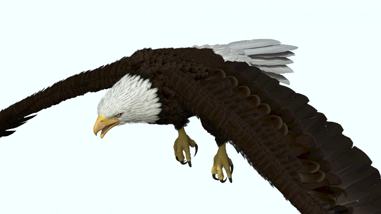 Realistic Flying Bald Eagle 3D