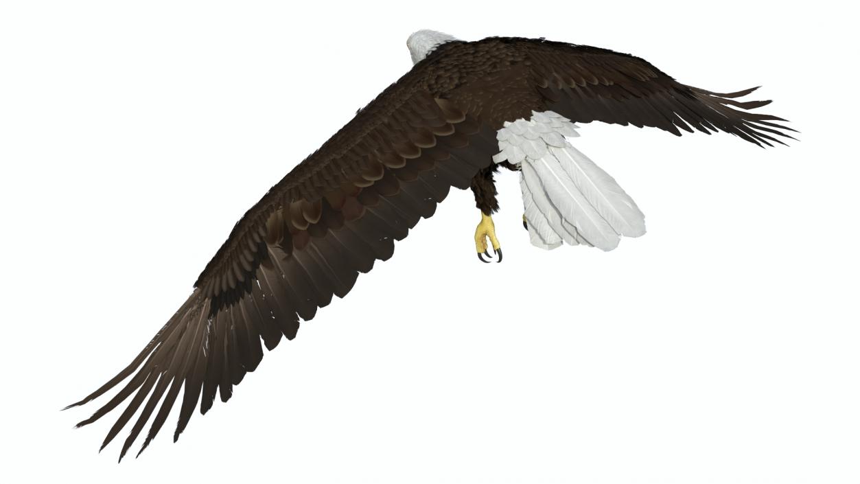 Realistic Flying Bald Eagle 3D