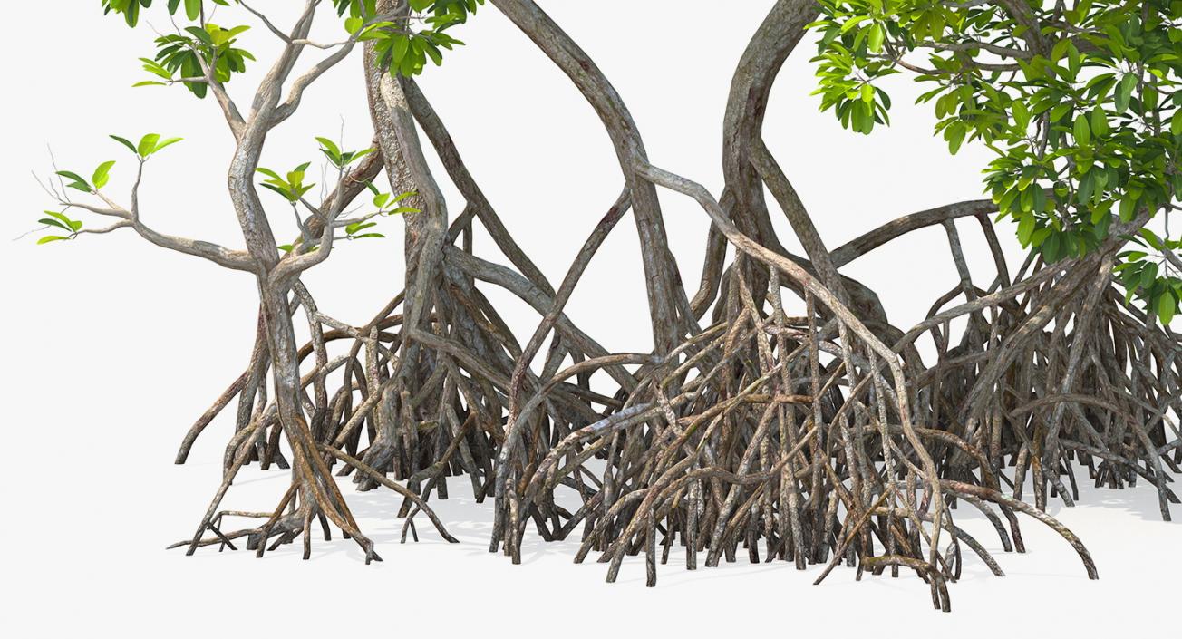 Mangrove Tree Shrub 3D model