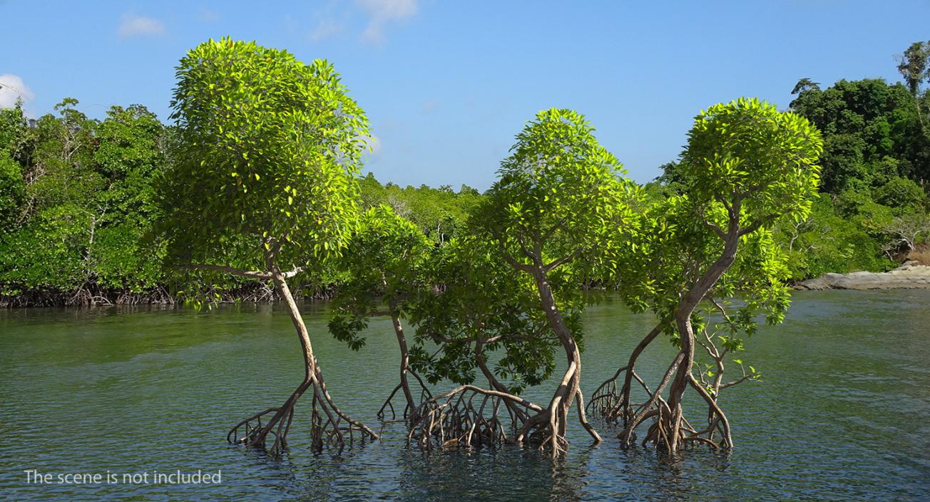 Mangrove Tree Shrub 3D model