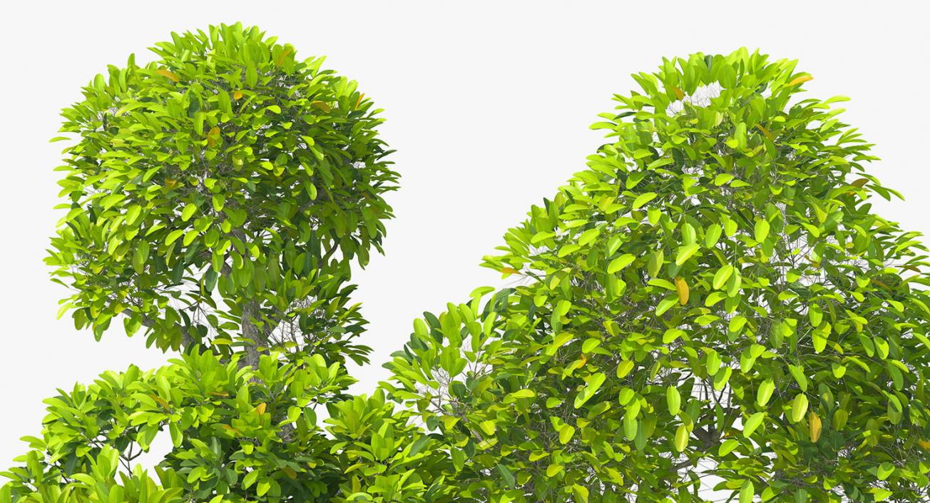 Mangrove Tree Shrub 3D model