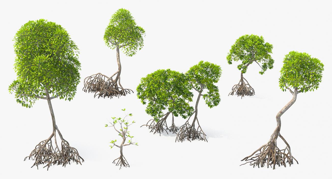 Mangrove Tree Shrub 3D model