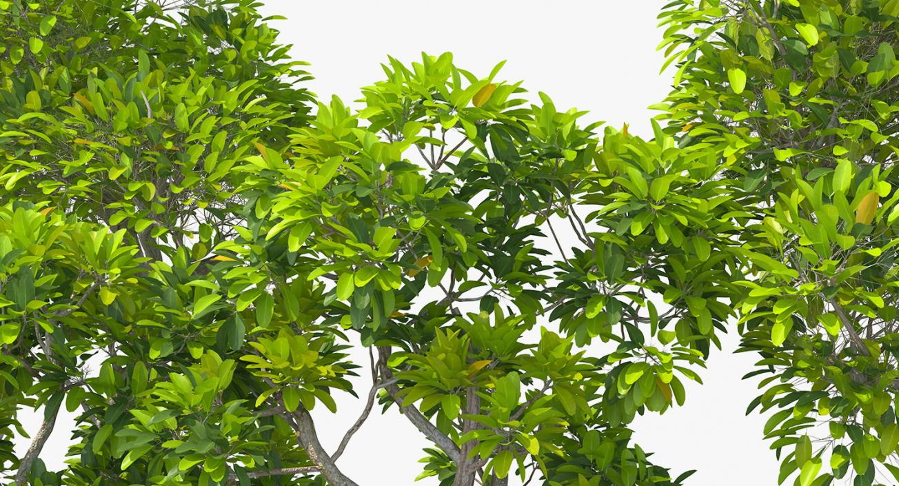 Mangrove Tree Shrub 3D model