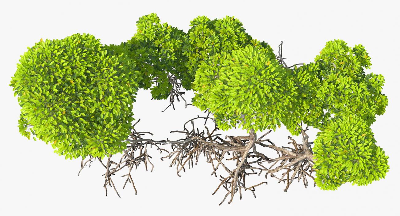 Mangrove Tree Shrub 3D model