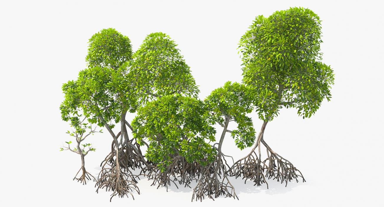 Mangrove Tree Shrub 3D model