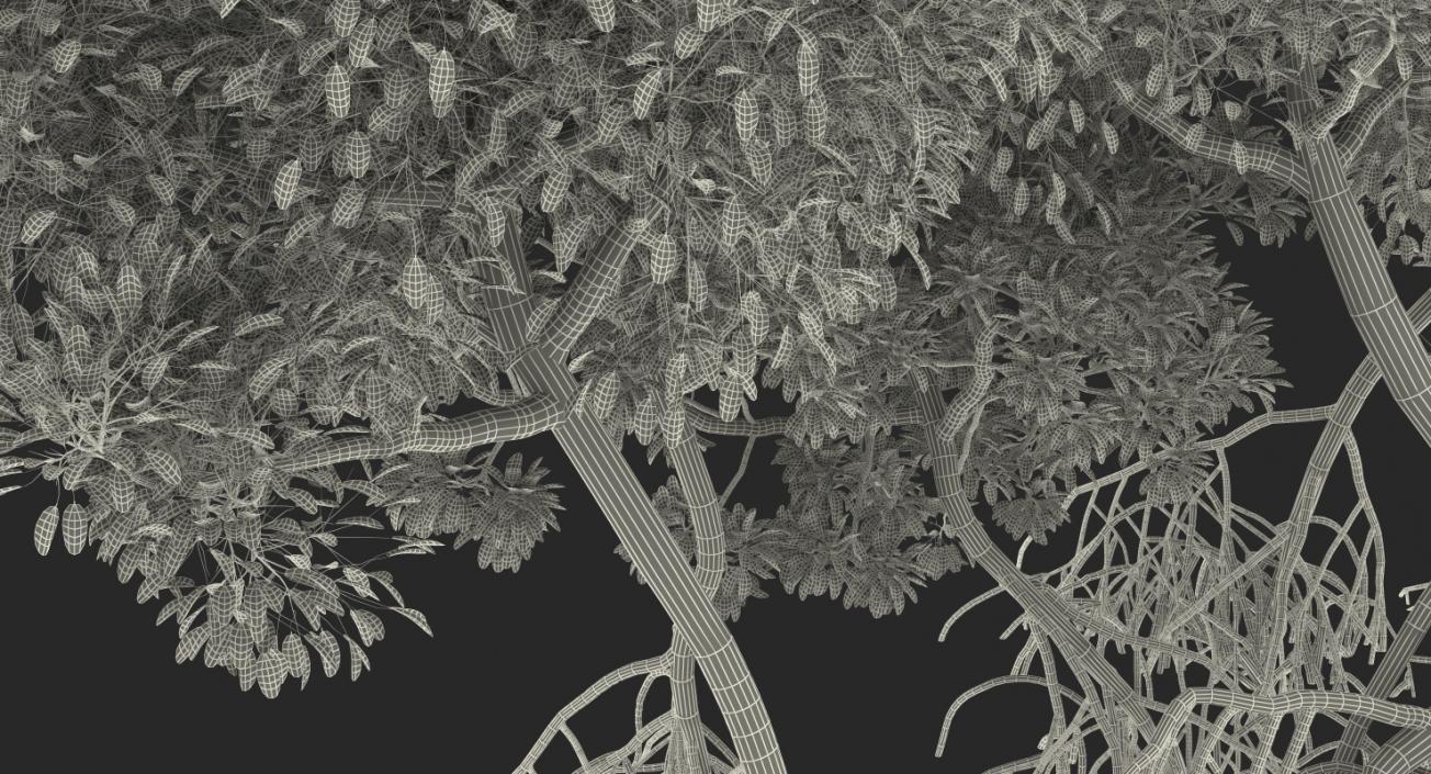 Mangrove Tree Shrub 3D model