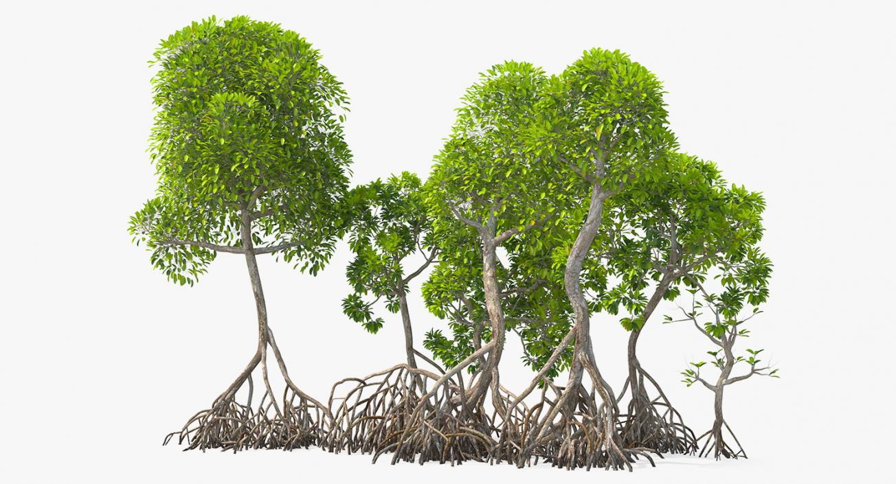 Mangrove Tree Shrub 3D model