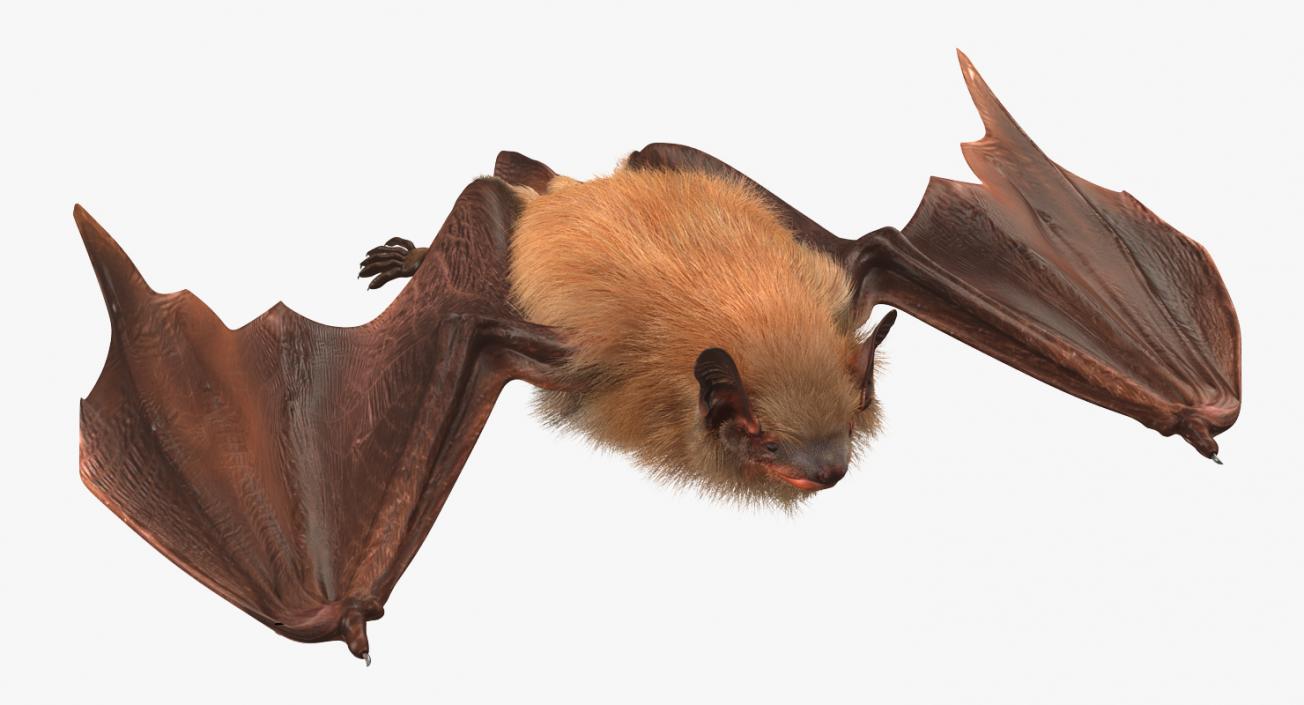 3D Flying Bat 2 with Fur