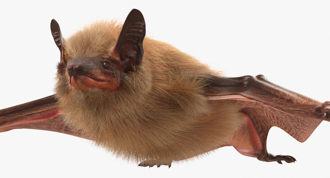 3D Flying Bat 2 with Fur