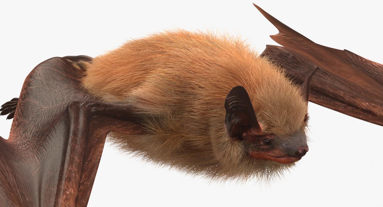 3D Flying Bat 2 with Fur