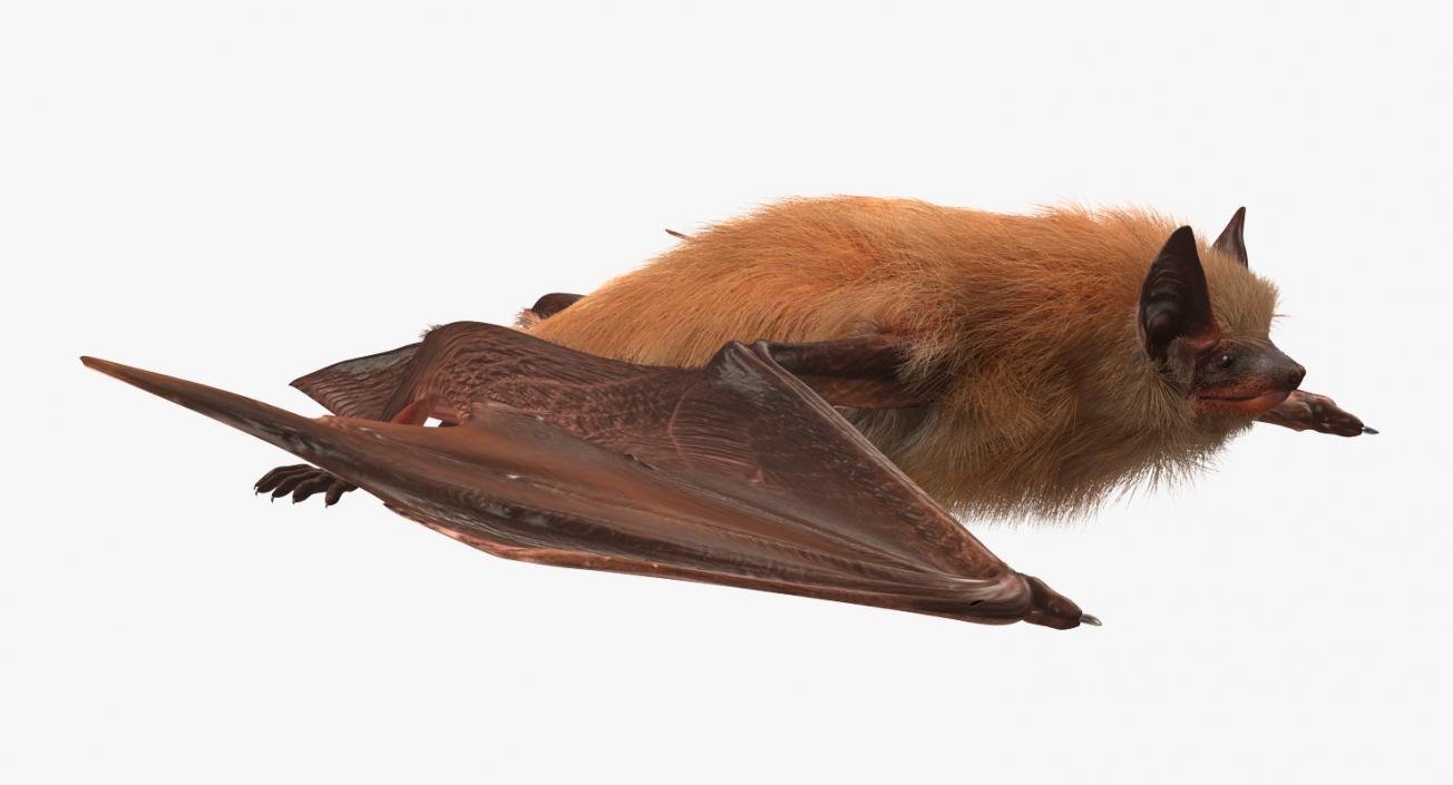 3D Flying Bat 2 with Fur