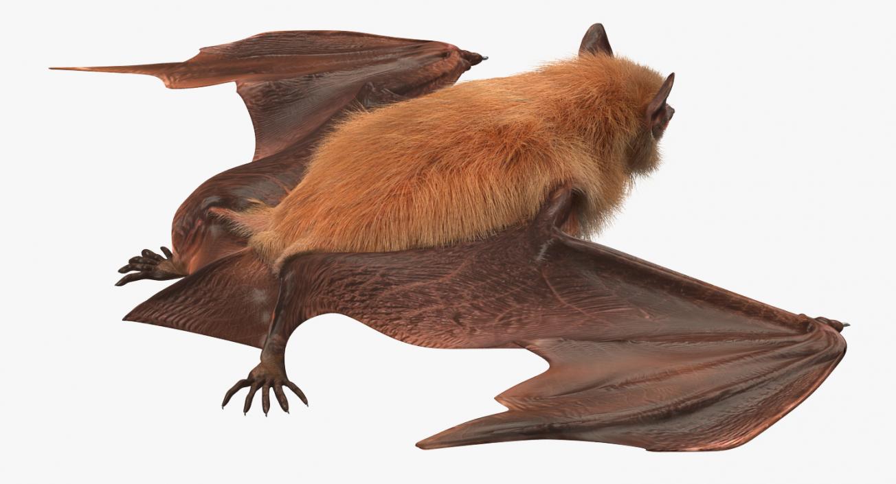 3D Flying Bat 2 with Fur