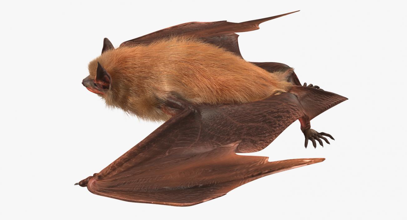 3D Flying Bat 2 with Fur