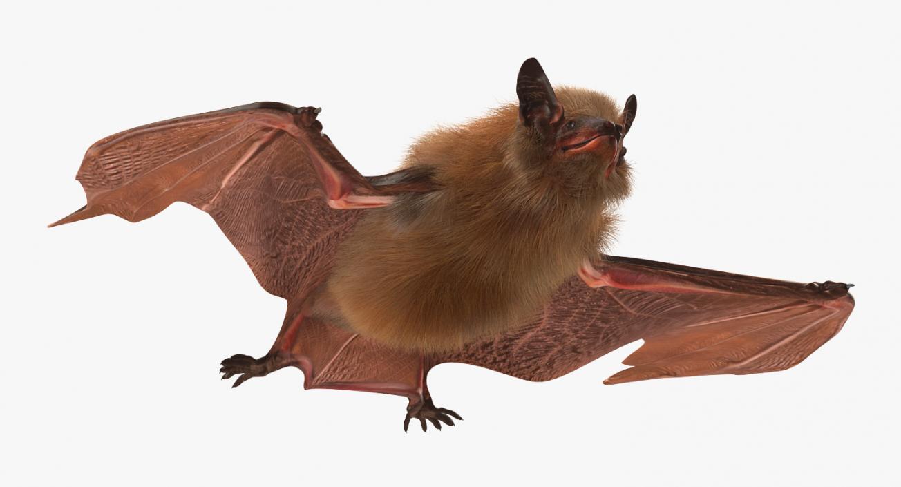 3D Flying Bat 2 with Fur