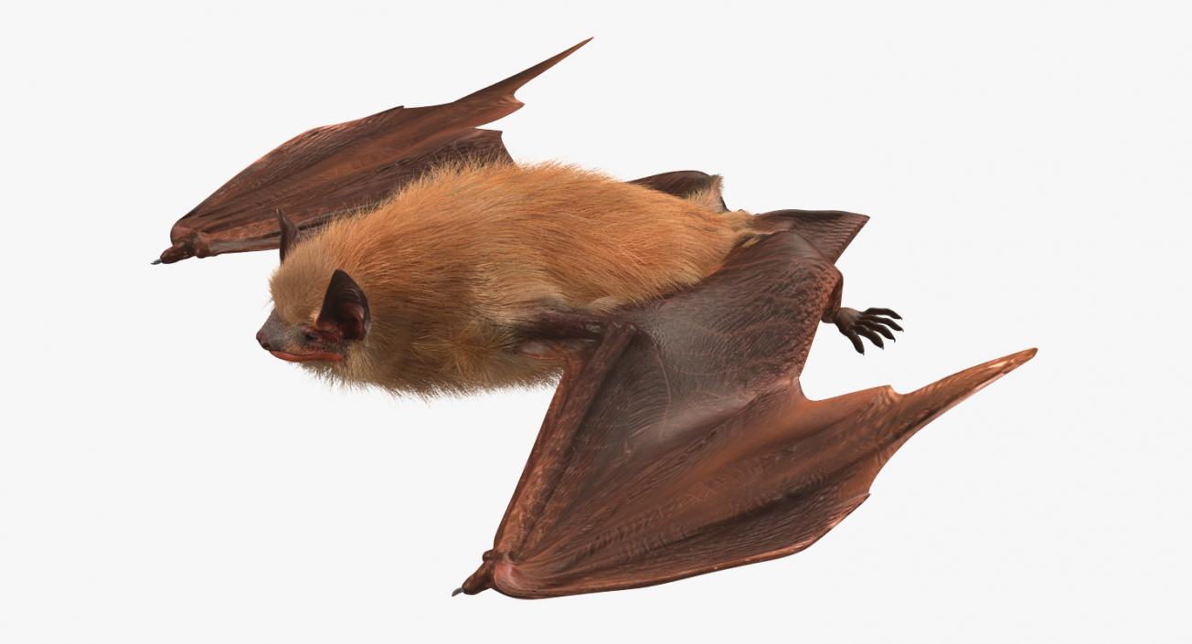 3D Flying Bat 2 with Fur