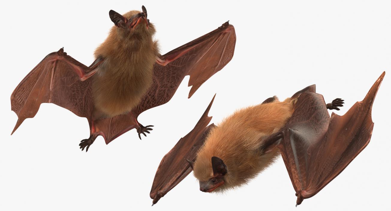 3D Flying Bat 2 with Fur