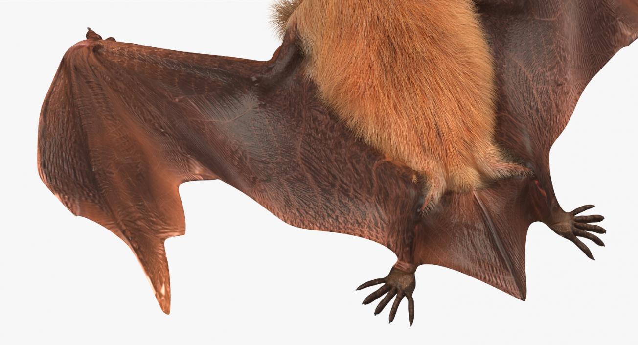 3D Flying Bat 2 with Fur