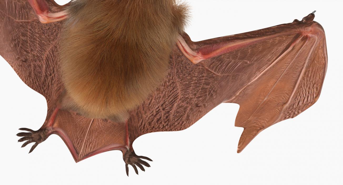 3D Flying Bat 2 with Fur