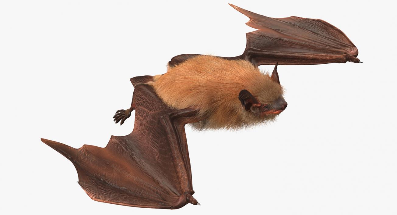 3D Flying Bat 2 with Fur