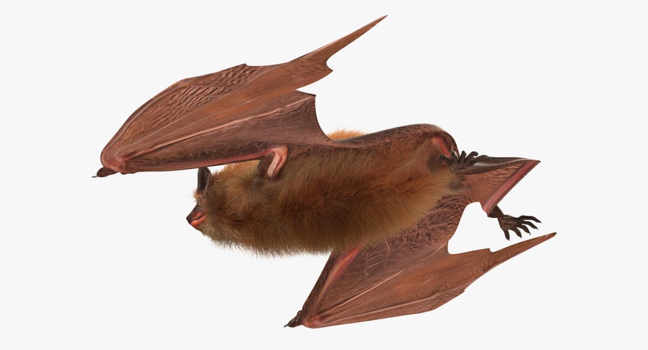 3D Flying Bat 2 with Fur