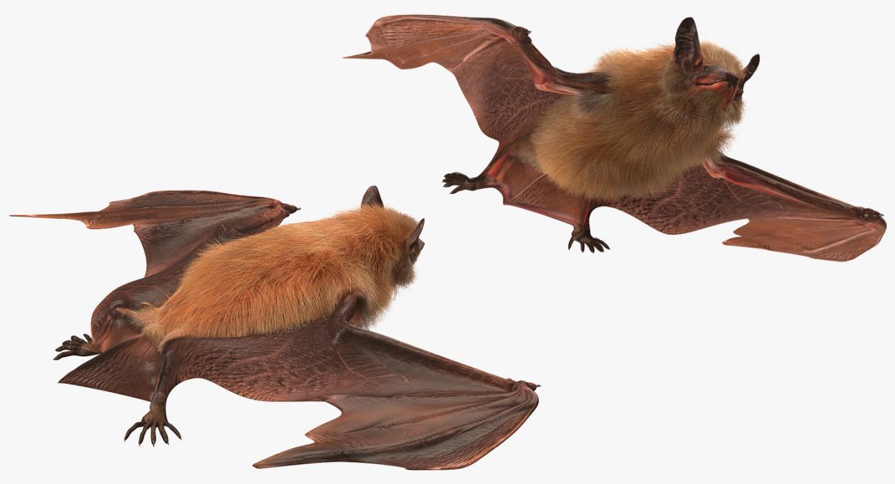 3D Flying Bat 2 with Fur