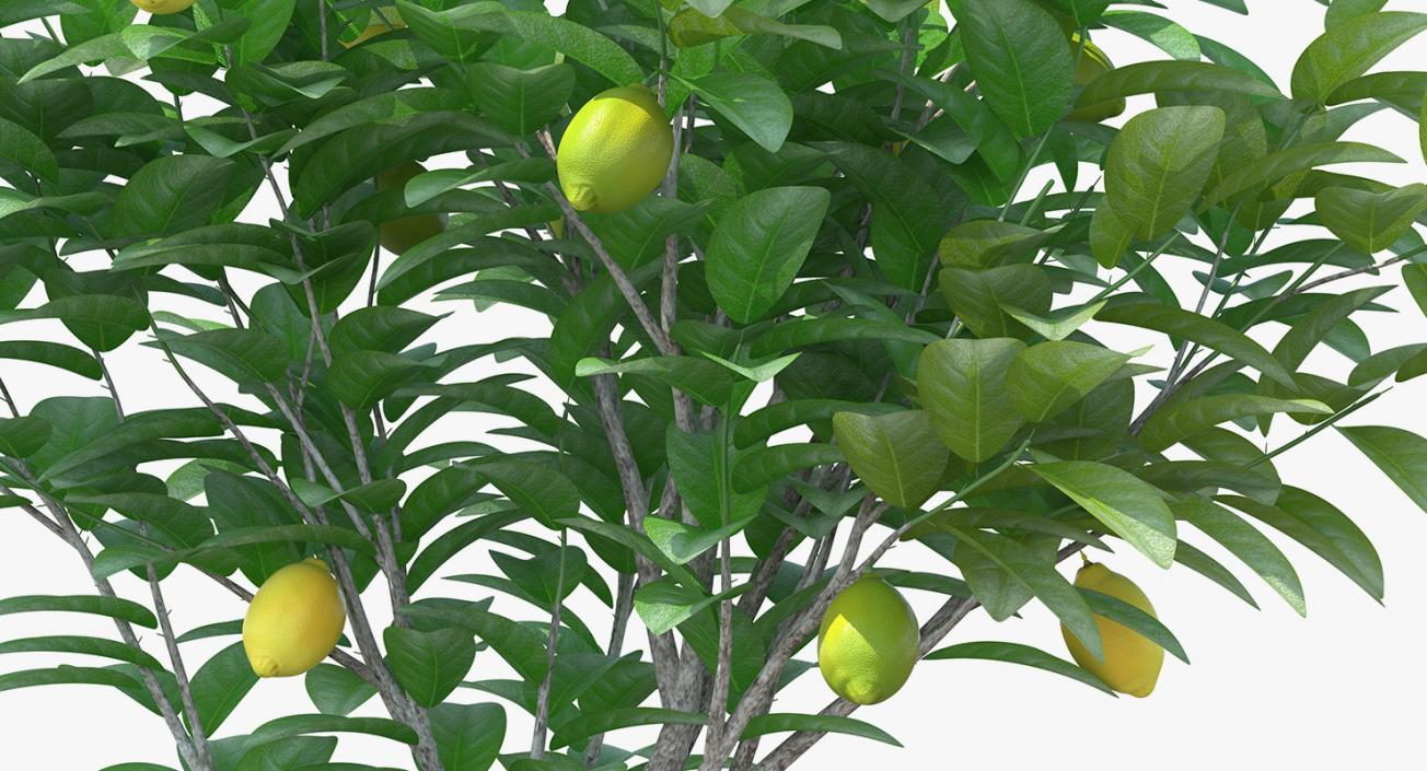 3D Small Lemon Tree