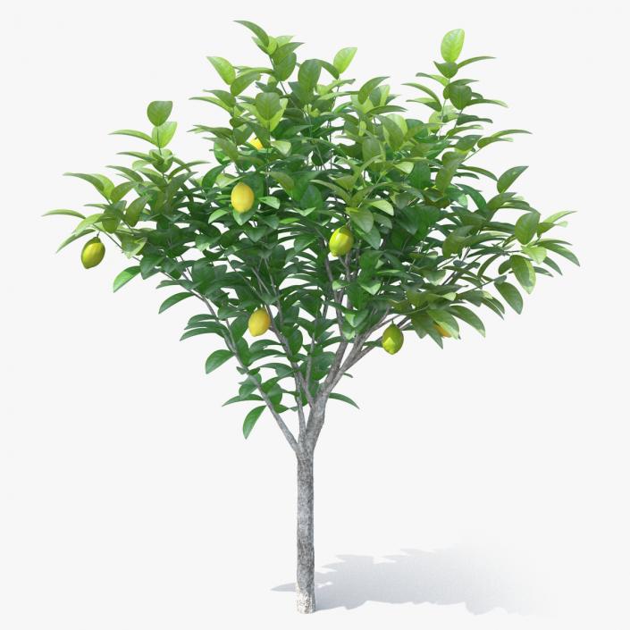 3D Small Lemon Tree