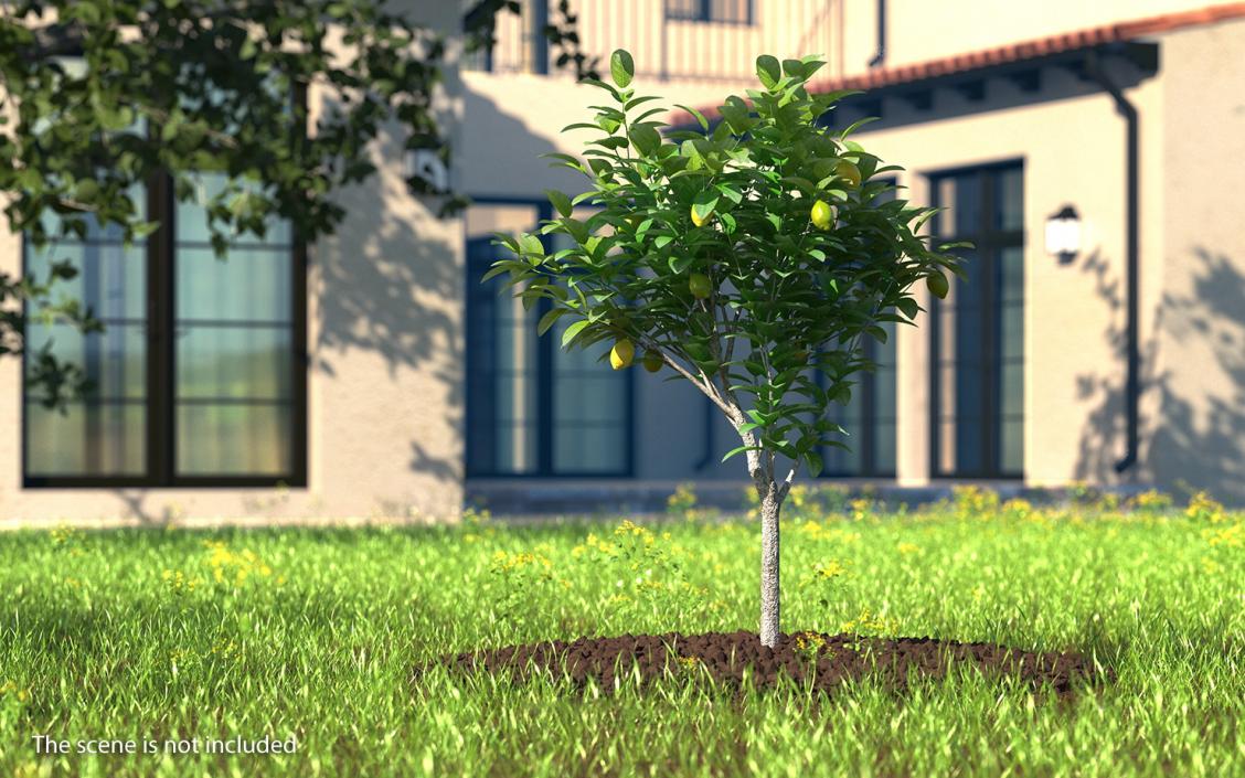 3D Small Lemon Tree