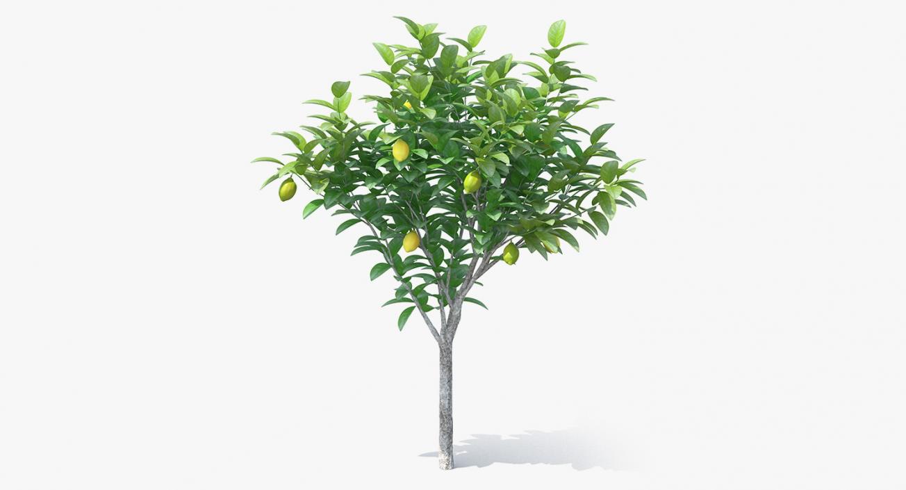 3D Small Lemon Tree