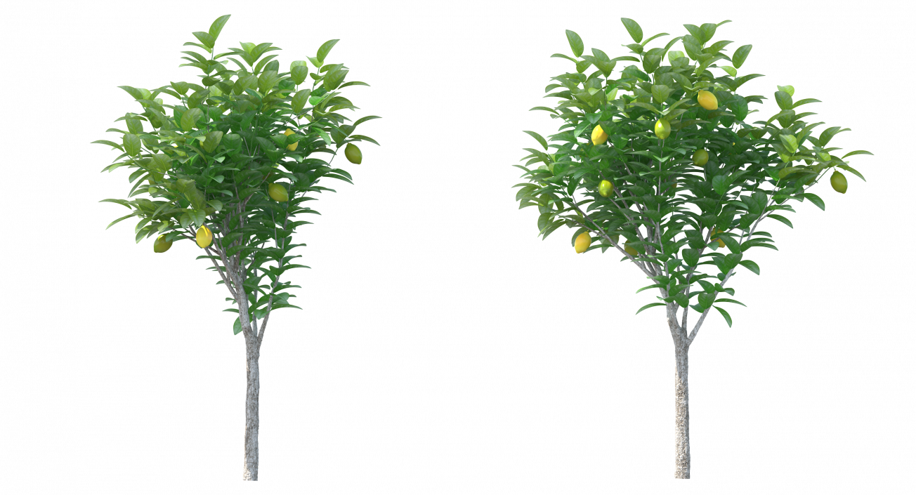 3D Small Lemon Tree