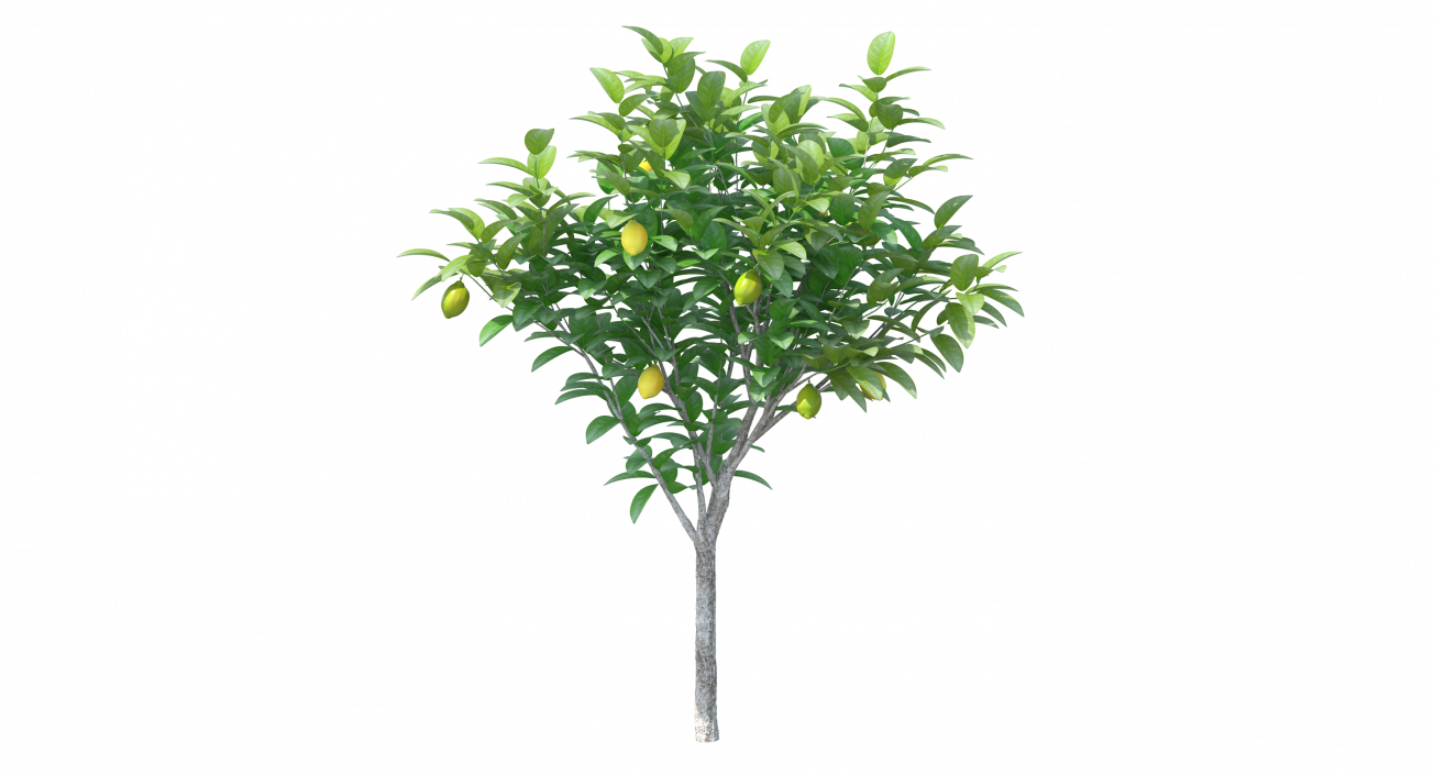 3D Small Lemon Tree