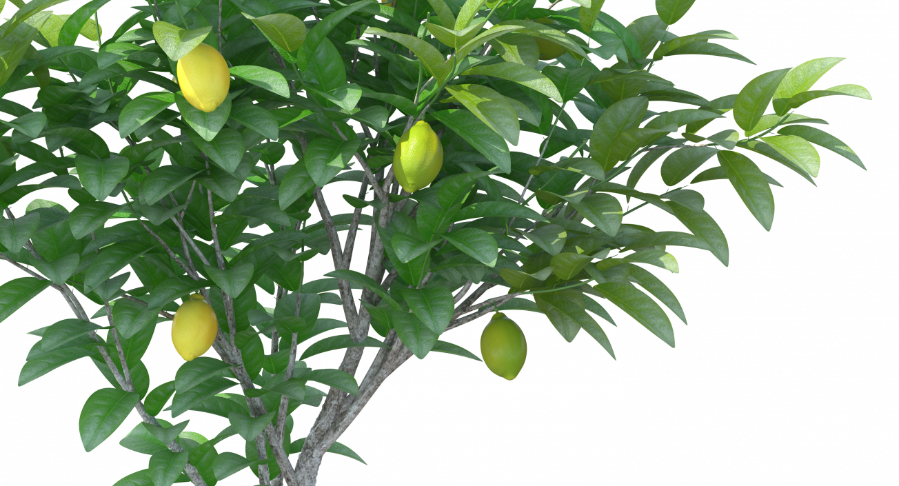 3D Small Lemon Tree