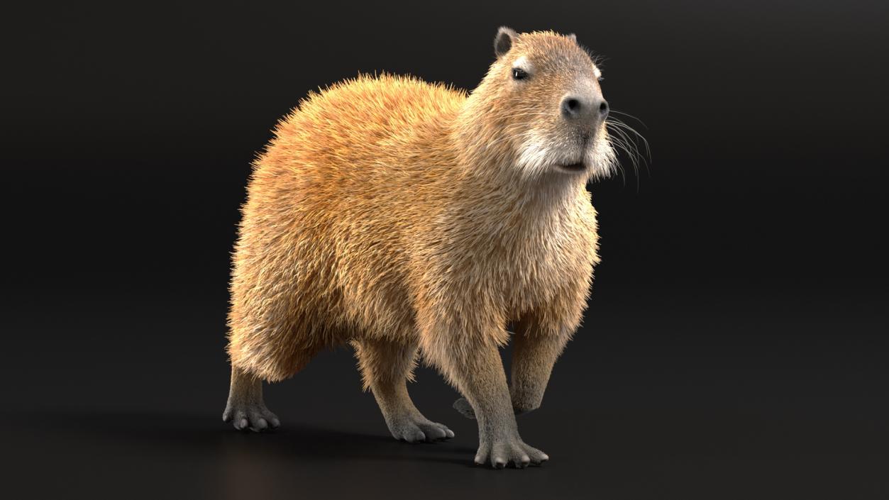 3D model Capybara Eating Pose